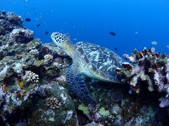 あぁちゃんさんのcalm石垣島への投稿写真1