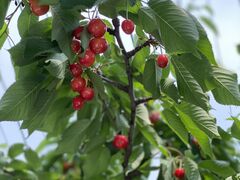 まるえ観光果樹園の写真2