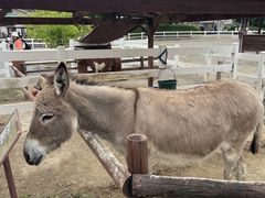東武動物公園の写真1