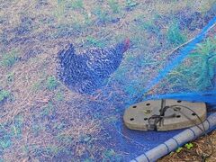 トムのブルーベリー(ヴァンシィケルファームつくば)の写真5