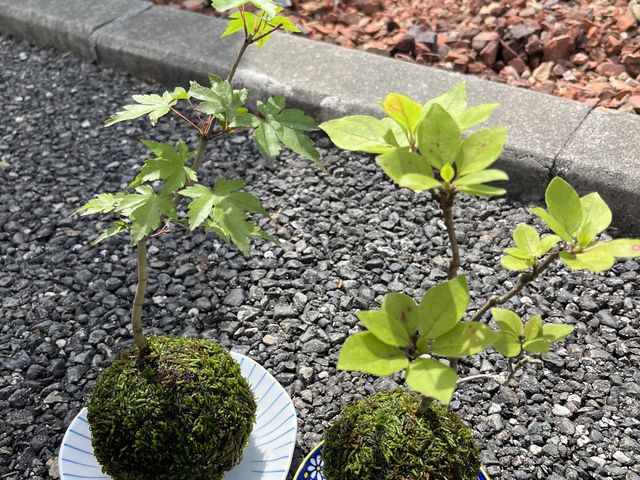 紅葉とツツジ_苔玉工房 TACHIOKAYA