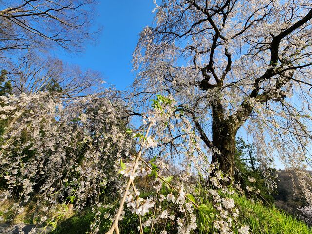 いざのりさんの城山の桜の投稿写真1