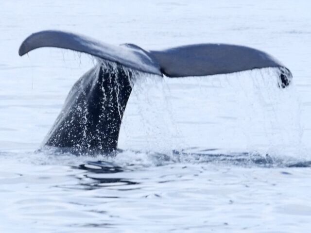 マッコウクジラ_(有)丸は宝来水産ゴジラ岩観光知床半島ラウスクルーズ