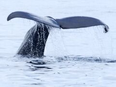 (有)丸は宝来水産ゴジラ岩観光知床半島ラウスクルーズの写真1