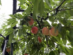 陣平農園の写真2