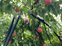 陣平農園の写真3