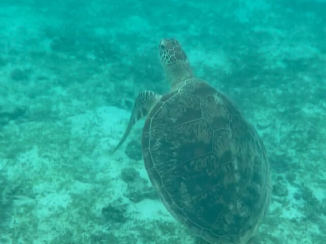 大人から子供のウミガメまでたくさん会うことができます_DiveCenter OKKY