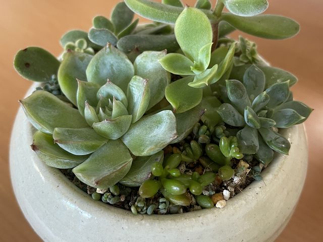 受け皿と植木鉢_吹きガラス工房 わかくさ