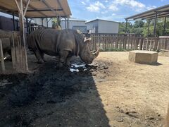 那須サファリパークの写真4
