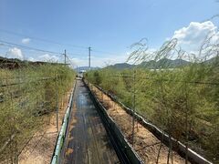 石井ファームの写真2