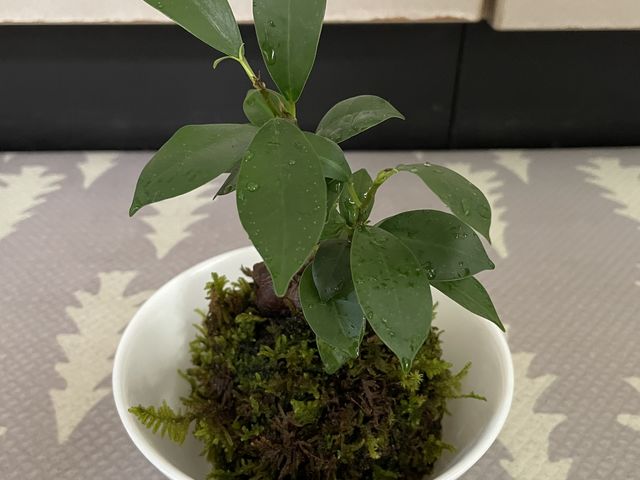 ガジュマルで苔玉_花勝