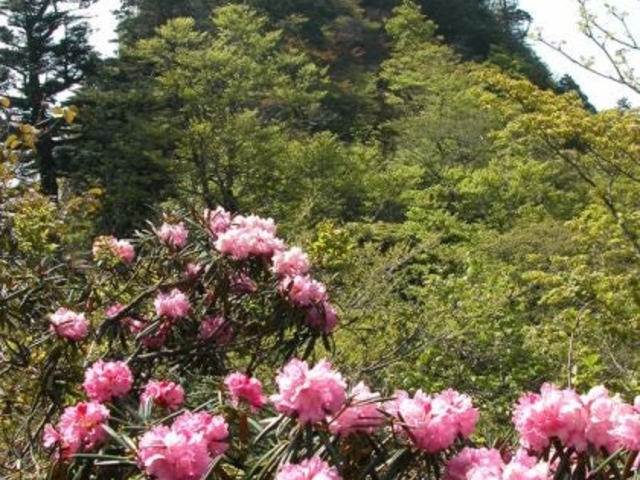 稲村ケ岳の写真1