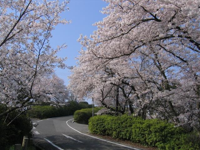 聖通寺山の写真1