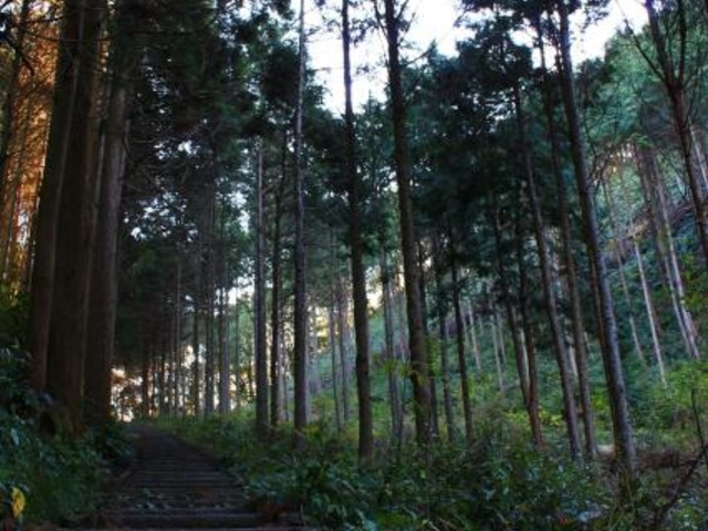 展望所への道_古川(降神)岳連峰