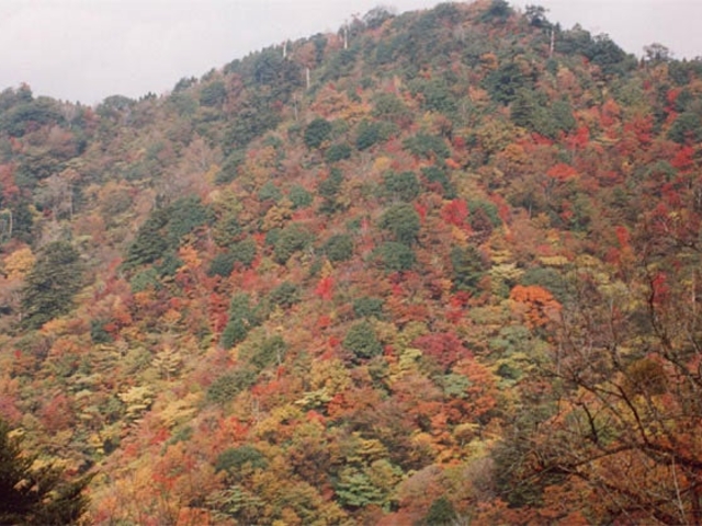 酒呑童子山の写真1