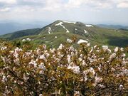 高松岳の写真2