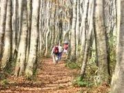 扇ノ山の写真1