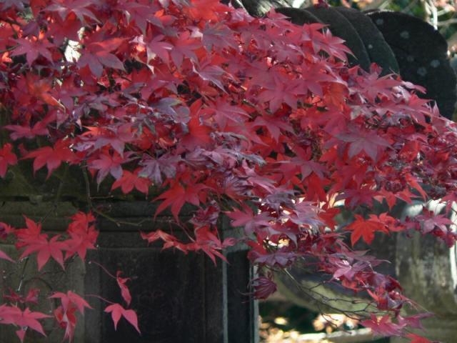 秋の能仁寺_能仁寺