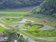 久賀ダム(ジャイアンツ田んぼ)の写真2