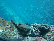 足摺海底館の写真3