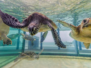 足摺海洋館の写真4