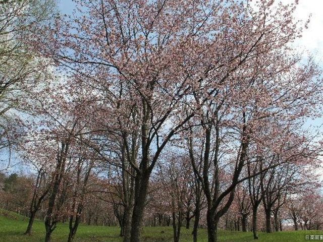 神楽岡公園の写真1