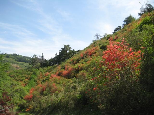 琴平山公園の写真1