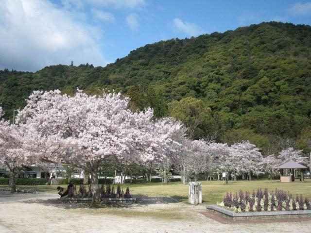長山公園/さくら