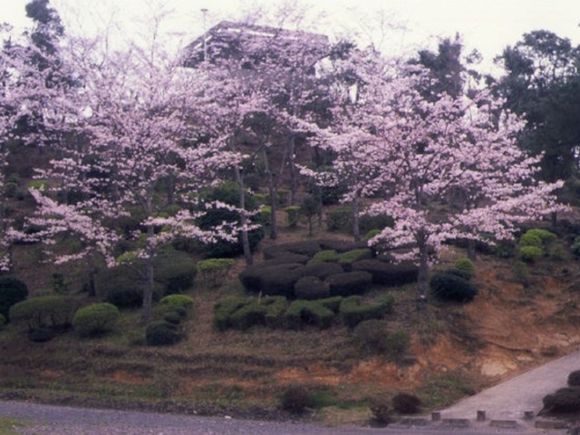中央公園の写真1