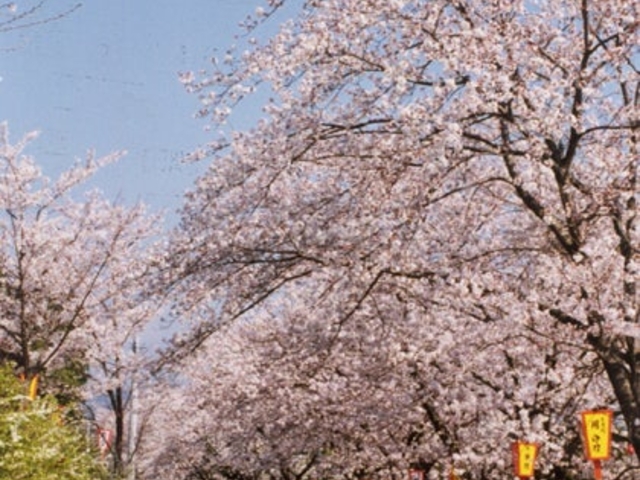 さくらの里_さくらの里