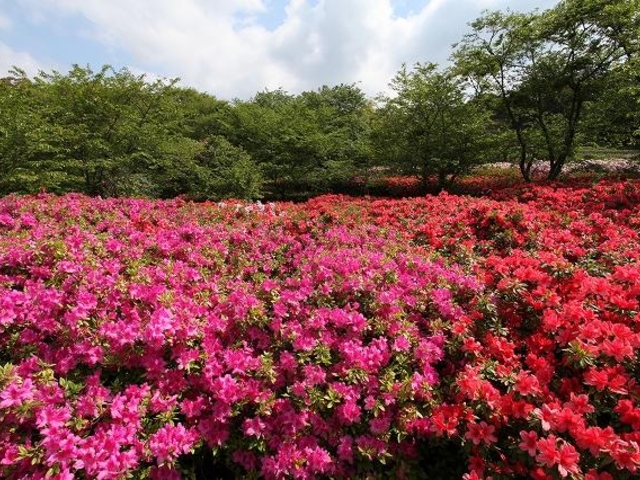 岳ノ木場公園