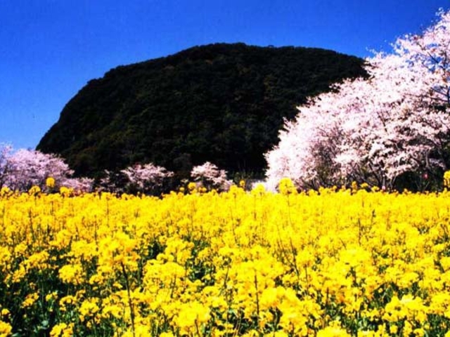 丸山いこいの森公園の写真1