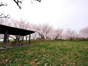 花岡公園の写真1