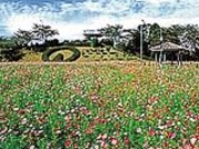 松山御本丸公園の写真2