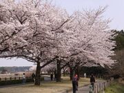 多々良沼公園の写真1