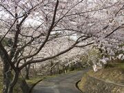 源氏山公園の写真1