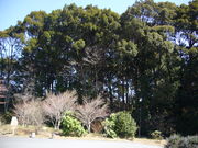 元丈の館・中山薬草薬樹公園の写真2