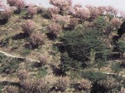 金毘羅山公園の写真1
