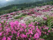 竹の古場公園の写真1