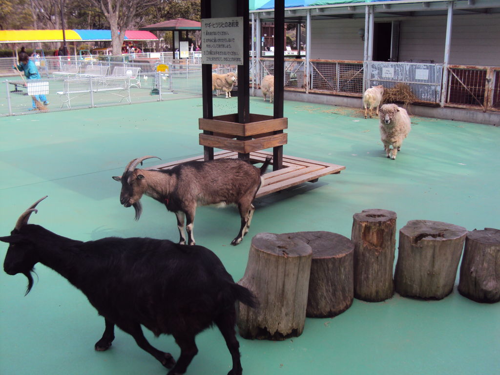 平塚市総合公園