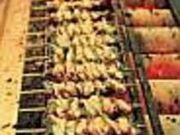 浦安魚市場の写真2