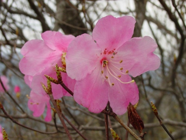 ツクシアケボノツツジの写真1