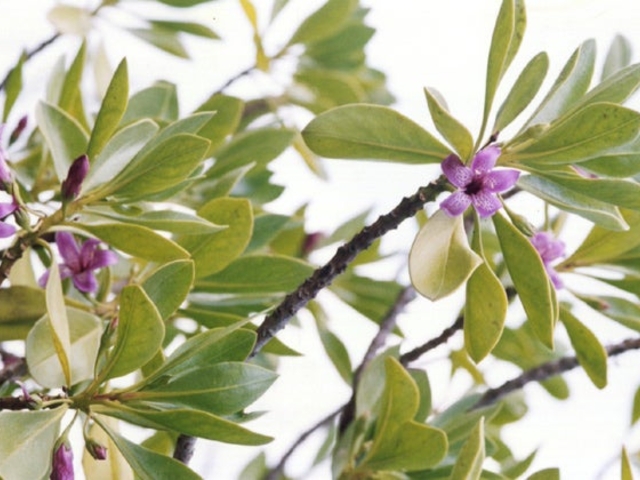 富岡曲崎のハマジンチョウの写真1