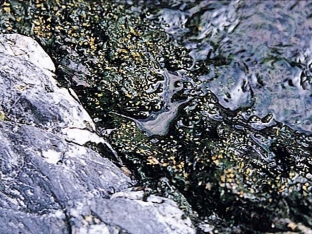 雄川カワゴロモの写真1