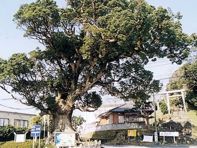 大楠_南蛮船係留の大クス