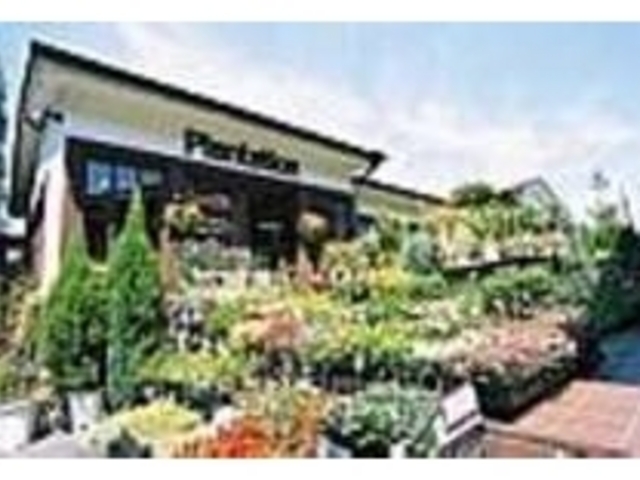 扱う花は切り花、鉢物など季節により様々_Plantation