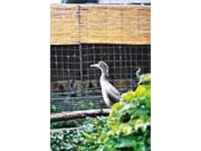 中庭に放たれて、のびのびと暮す鵜たち_喫茶 鵜