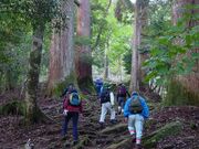 市房山の大杉並木の写真1
