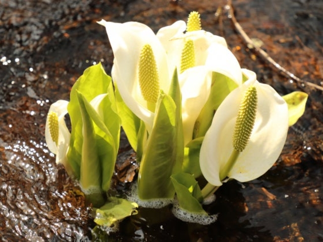 荒沢の水芭蕉_荒沢のミズバショウ