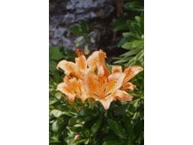 神割崎の植物_神割崎の植物